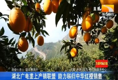 湖北广电垄上产销联盟 助力秭归中华红橙销售