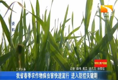 我省春季农作物病虫害快速流行 进入防控关键期