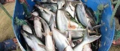 巴沙鱼卡车满载通关！“车水马龙”重现，运输、供应、订单正在积极恢复！