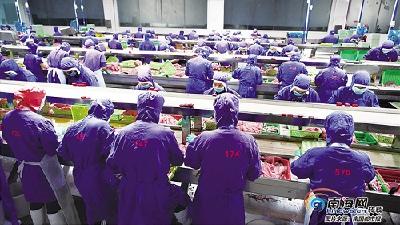 海南罗非鱼产业：政策补贴“放水养鱼” 疫情之下逆流而上