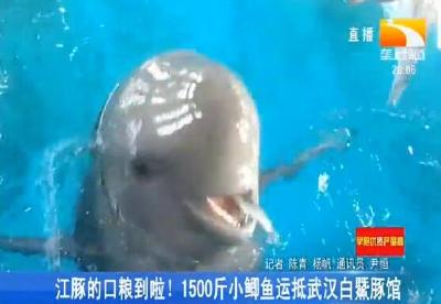 江豚的口粮到啦！1500斤小鲫鱼运抵武汉白鱀豚馆