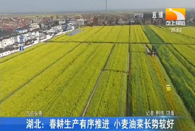湖北：春耕生产有序推进 小麦油菜长势较好