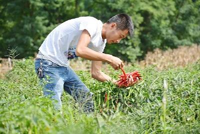 叶菜出现涨红迹象，价格波动小幅反弹