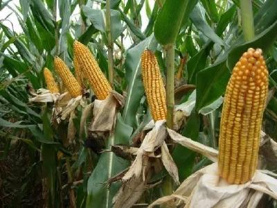 玉米购种季来临，对种子有什么顾虑？看看不一样的选种技巧！