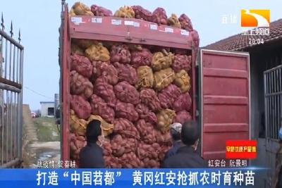 打造“中国苕都” 黄冈红安抢抓农时育种苗