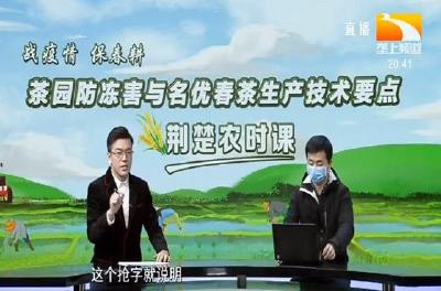 荆楚农时课：茶园防冻害与名优春茶生产技术要点