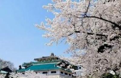 “云赏樱”来了！武大樱花节3月16日将在线上直播