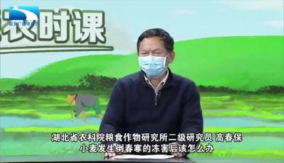 战疫情保春耕 | 荆楚农时课：小麦发生倒春寒的冻害后该怎么办？