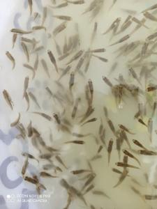 “蔡甸产”鱼苗供应湖北近三成养殖户
