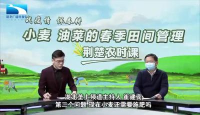 荆楚农时课第37讲：目前，小麦还需要施肥吗？