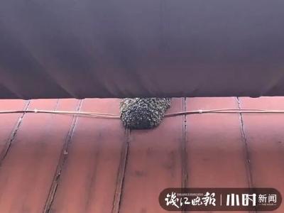 大批蜜蜂突袭杭州清河坊！漫天狂飞吓得女老板直躲：我以为是蝗虫来了
