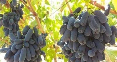蓝宝石葡萄种植，重要生长期管理要点简单介绍！