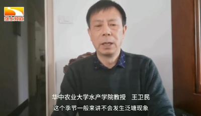 战疫情保春耕|荆楚农时课：春季鱼类管理应如何进行池塘管理？