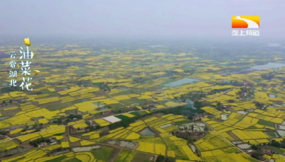 春光中的湖北 油菜花开春意浓