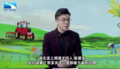 战疫情保春耕 | 荆楚农时课：小麦为什么会发黄？