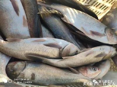 小龙虾鳝鱼也能在家“团”啦！还提供鲜活宰杀服务