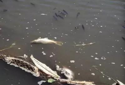 低温时节鱼类不明原因死亡？有可能是它在作怪！一起看看如何处理