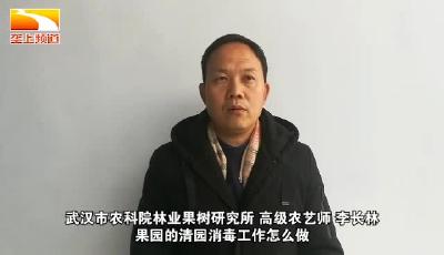 战疫情保春耕 | 荆楚农时课：果园的清园消毒工作怎么做？