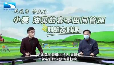 荆楚农时课第19讲：种植油菜的乡亲该如何预防菌核病？