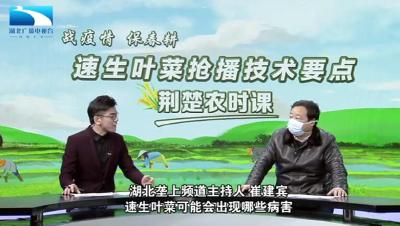 战疫情保春耕 | 荆楚农时课：速生叶菜可能会出现哪些病害?