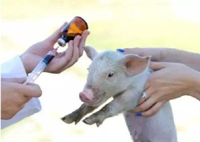 农业农村部：坚持重大动物疫病防控和生猪生产恢复两手抓