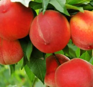 桃树品种选择需要注意的几个问题
