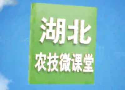 战疫情保春耕 | 湖北农技微课堂：如何避免小龙虾应激性上草？