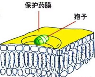 代森锰锌经常用，但您真的会用吗？