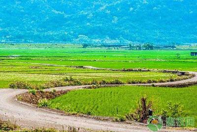 具备优质水稻的条件及田间栽培技术