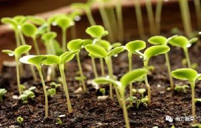 种子育苗必看！常见蔬菜种子催芽用种量一览表