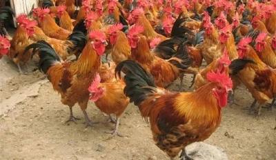 2.4亿只鸡苗缺口已经显现！价格持续反弹，下半年还能愉快吃鸡吗？