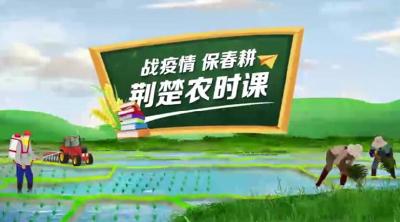 战疫情保春耕 | 荆楚农时课：速生叶菜的播种量如何考量？