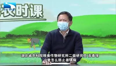 战疫情保春耕 | 荆楚农时课：小麦如何防治条锈病？