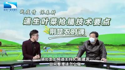 战疫情保春耕 | 荆楚农时课：速生叶菜的田间整理该怎么做？