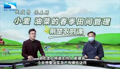 战疫情保春耕 | 荆楚农时课：今年想要油菜高产，有哪些诀窍？