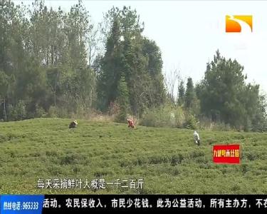 凭“证”入园 茶叶之乡春茶生产忙
