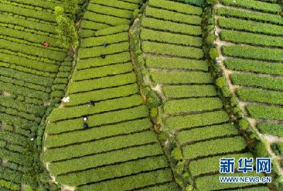 防疫生产两不误 湖北五峰春茶开园抢“鲜”上市