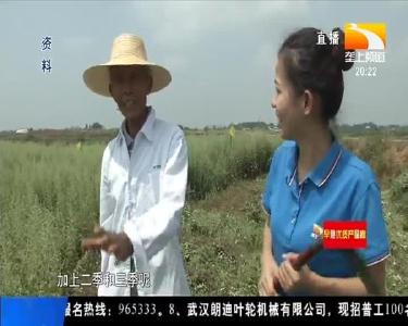 医生故里产蕲艾 成就百亿大产业