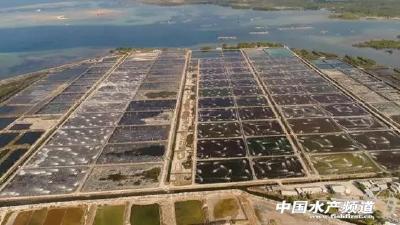 15000元一斤的虾,这样“养”出来，你能接受吗？