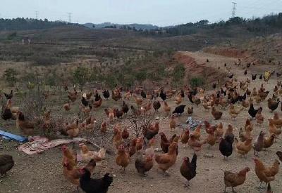 荆楚农时课：在山村如何养出受欢迎的桂花香鸡（内附语音）