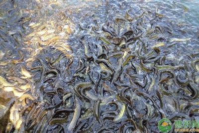 池塘养殖泥鳅需要什么样的水质？水质出现老化该如何解决？