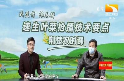 荆楚农时课：速生叶菜抢播技术要点