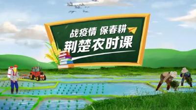 战疫情保春耕 | 荆楚农时课：如何选择速生叶菜的品种?