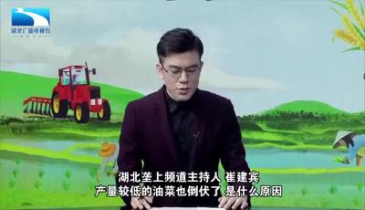 战疫情保春耕 | 荆楚农时课：产量较低的油菜倒伏，是什么原因？