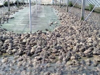 欲哭无泪！广东2000万斤泰国虎纹蛙压塘，专家：建议给养殖户一定缓冲期