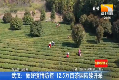 巴东：专家支招 4500亩高山茶叶开采