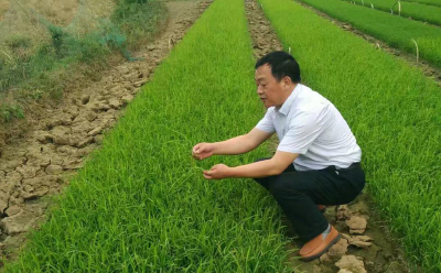 【直播预告】《荆楚农时课》第21讲：当前早稻再生稻的生产技术要点