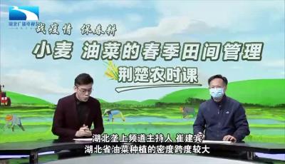 战疫情保春耕 | 荆楚农时课：油菜种植密度多少比较合适？