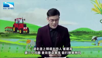 战疫情保春耕 | 荆楚农时课：麦田里杂草多，能打除草剂吗？