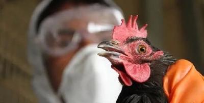 匈牙利暴发H5N8型禽流感疫情，350万只家禽被扑杀